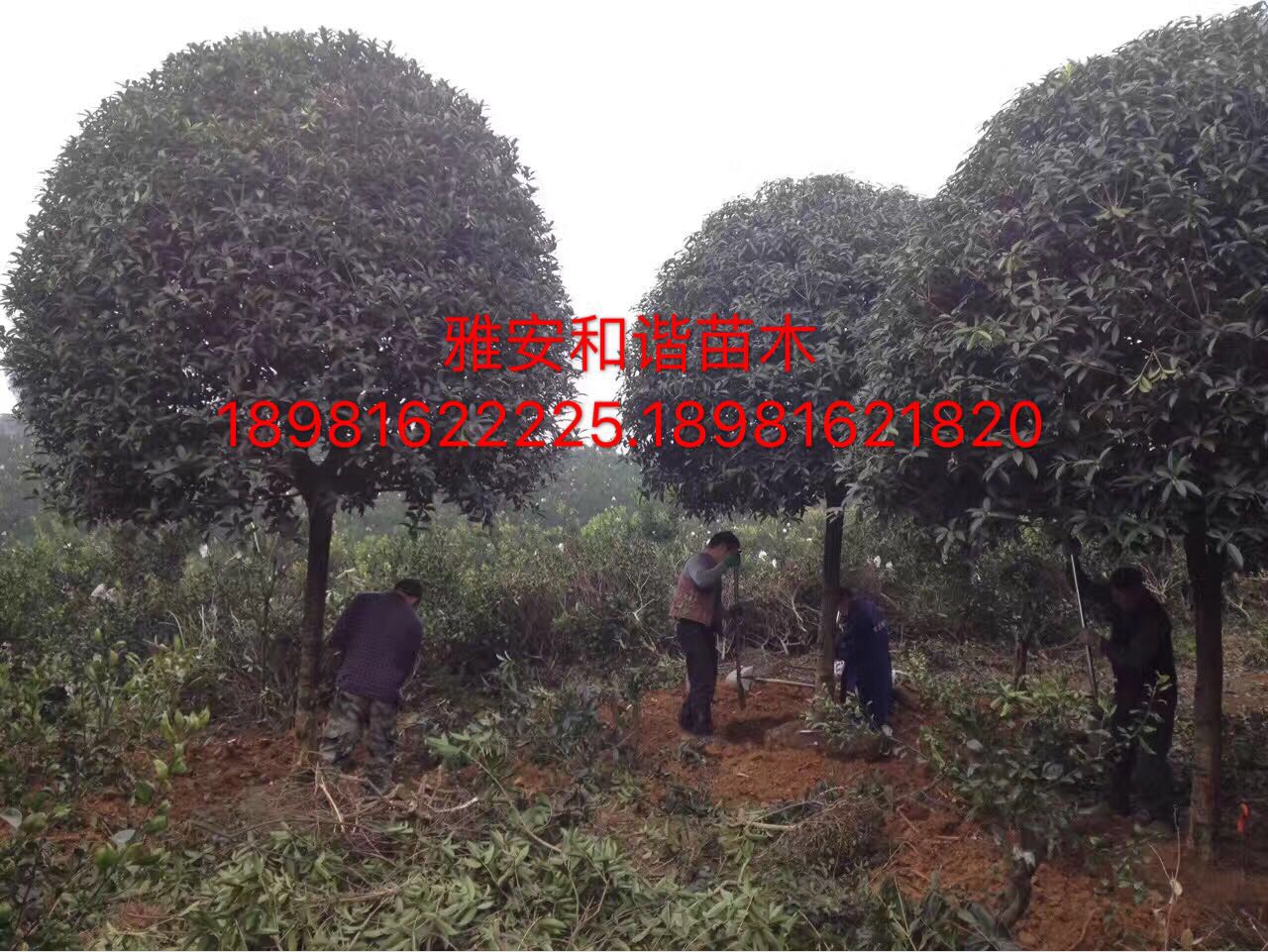 桂花圖片/桂花樣板圖 (3)