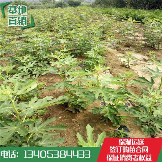 果樹苗基地圖片/果樹苗基地樣板圖 (3)