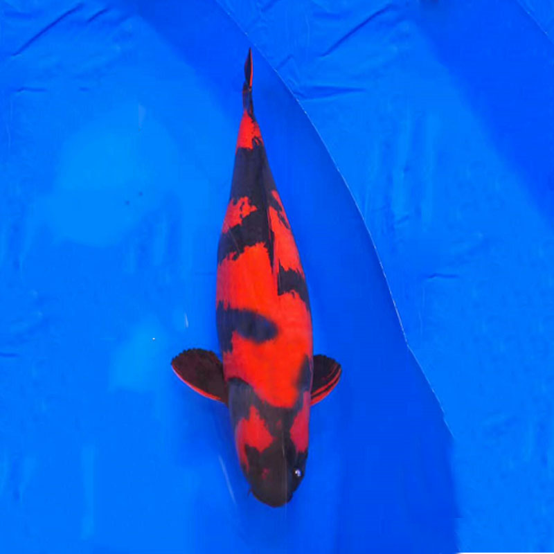 錦鯉魚圖片/錦鯉魚樣板圖 (4)