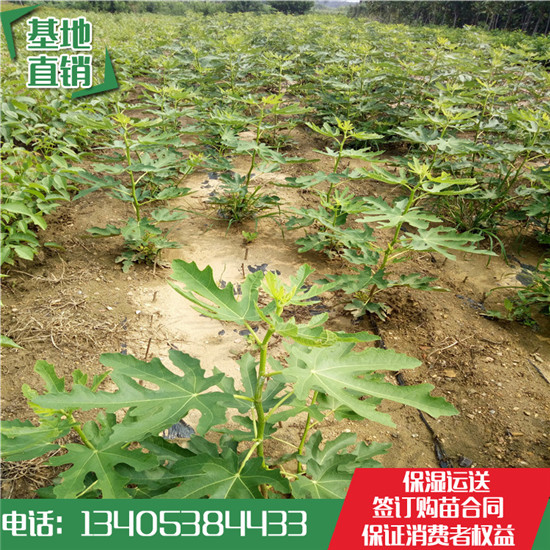 果樹苗基地圖片/果樹苗基地樣板圖 (4)