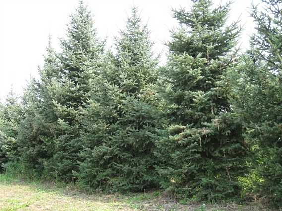 云杉圖片/云杉樣板圖 (2)