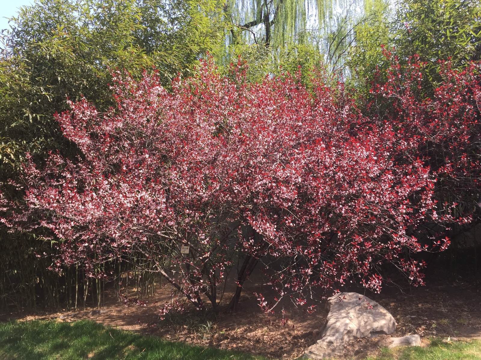 紫葉矮櫻價(jià)格、紫葉矮櫻批發(fā)價(jià)格、紫葉矮櫻基地