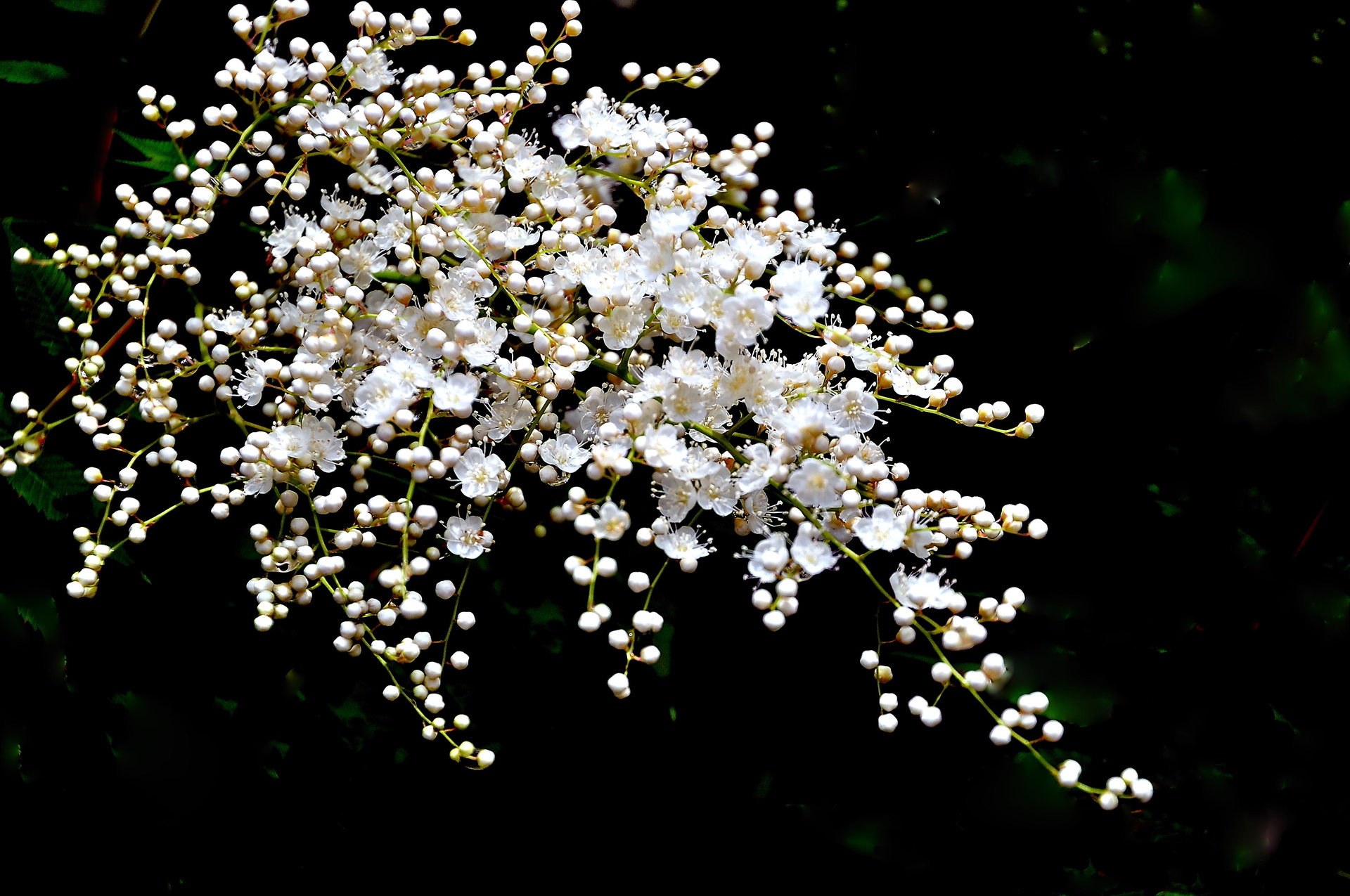 珍珠梅圖片/珍珠梅樣板圖 (3)