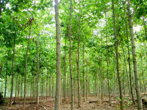 速生楊圖片/速生楊樣板圖 (3)