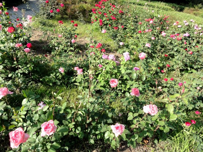 月季圖片/月季樣板圖 (3)