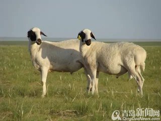 羊肉質(zhì)量安全追溯系統(tǒng)開發(fā)公司 羊肉追溯