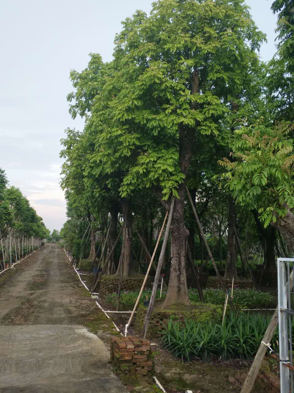 供应优质人面子，人面树，银莲果精品苗木，园林绿化苗木