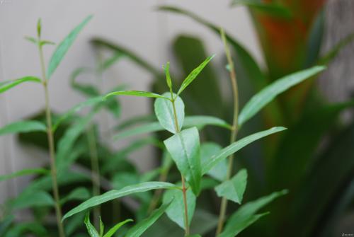 批發(fā)水果樹苗 大石榴樹苗 石榴當年苗 果園現(xiàn)挖現(xiàn)賣 好成活 石榴苗