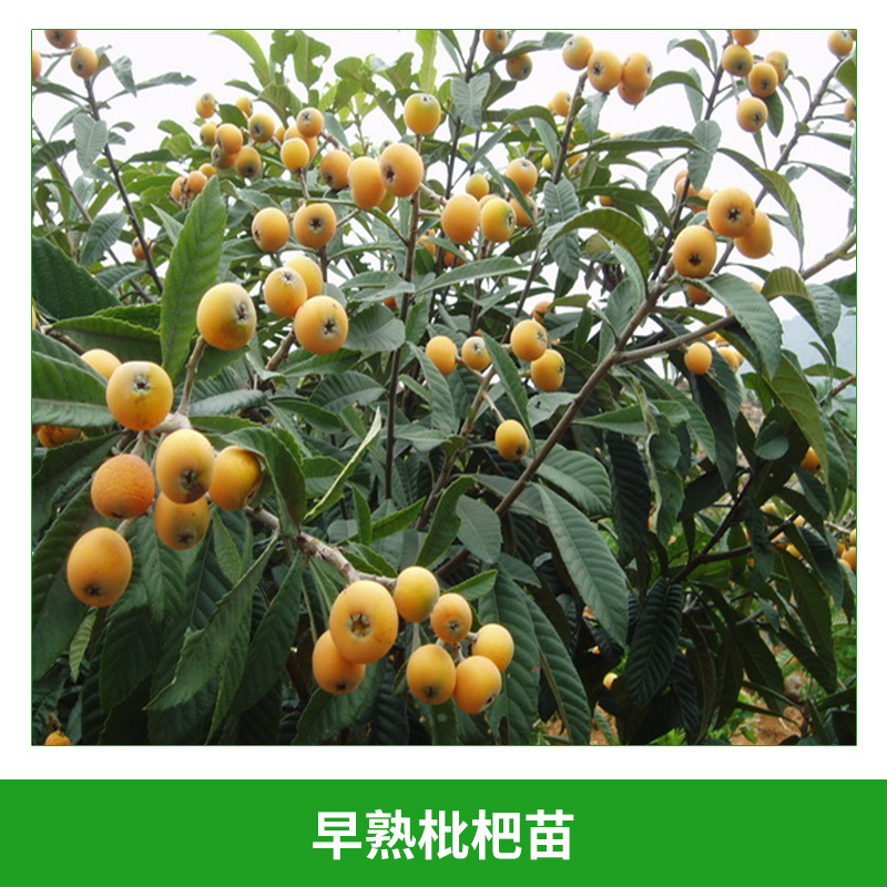 枇杷苗圖片/枇杷苗樣板圖 (1)