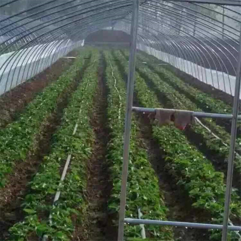 牛奶草莓圖片/牛奶草莓樣板圖 (2)