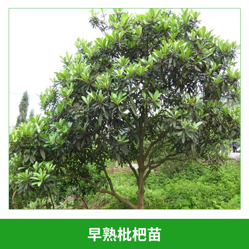 枇杷苗圖片/枇杷苗樣板圖 (3)