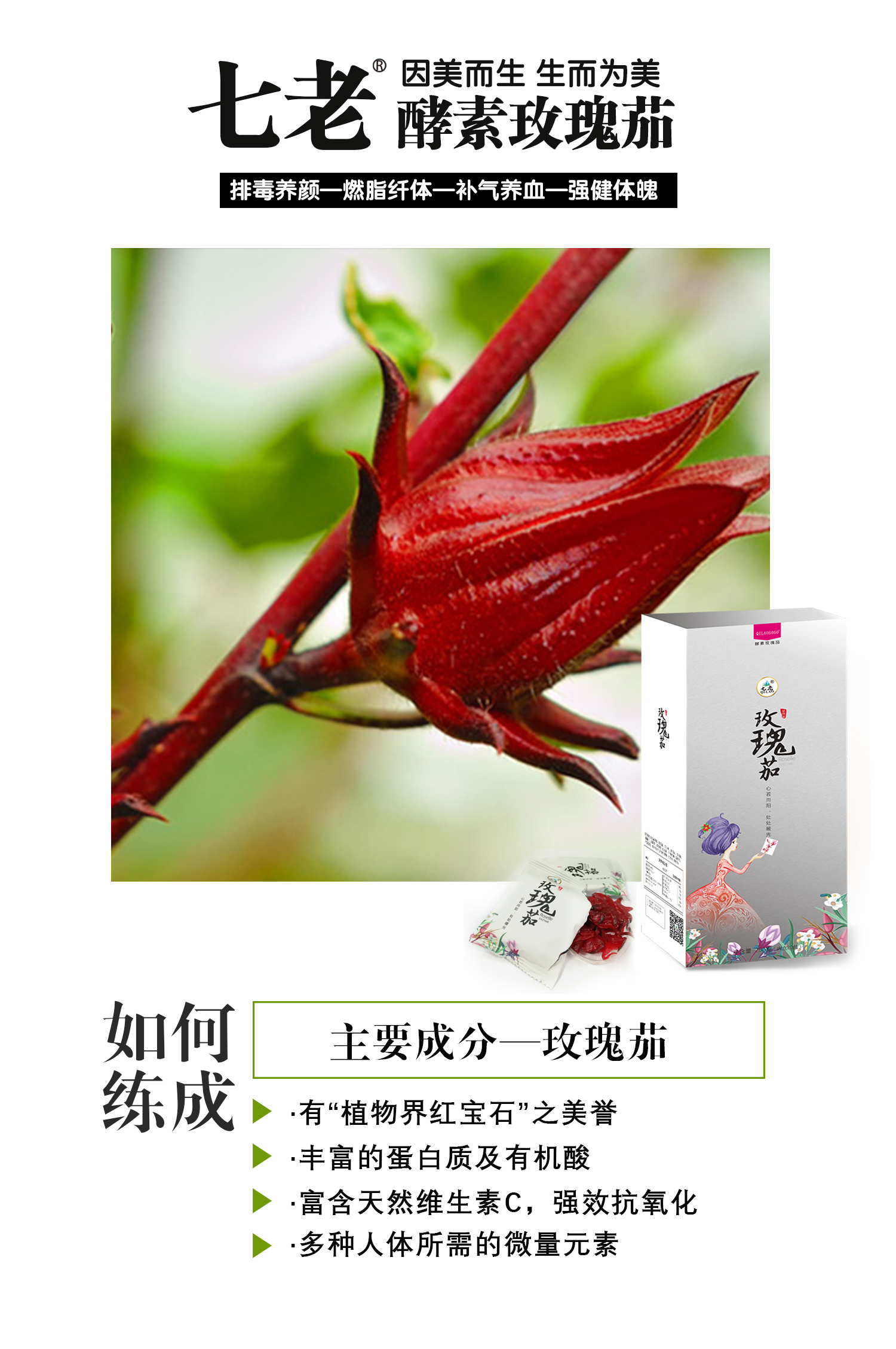 七老玫瑰笳?qǐng)D片/七老玫瑰笳樣板圖 (2)