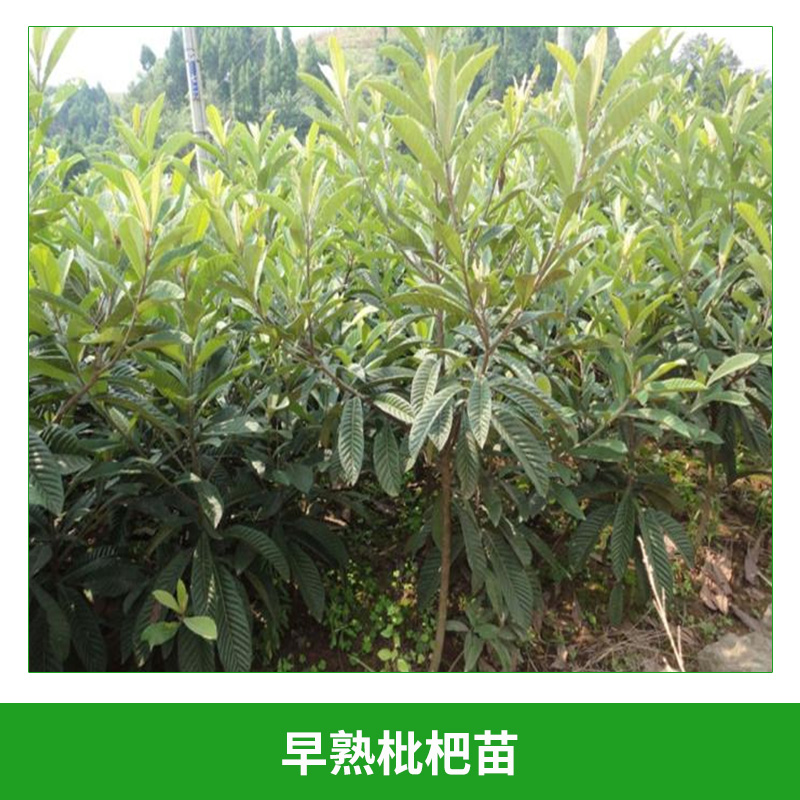 枇杷苗圖片/枇杷苗樣板圖 (4)