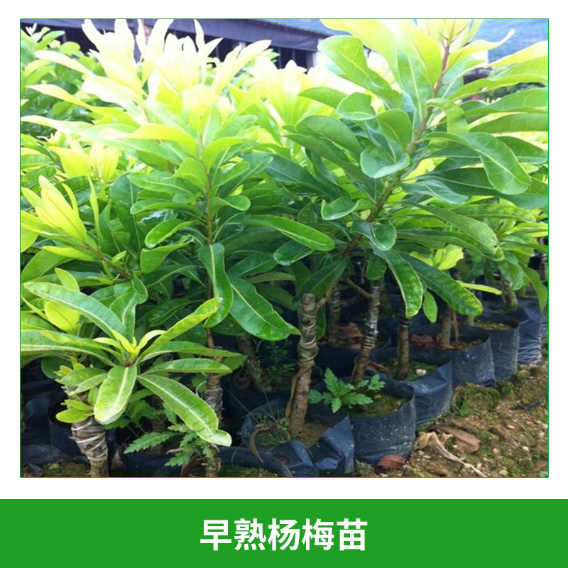 早熟楊梅苗 可盆栽果樹(shù)苗 楊梅樹(shù)苗 早薺蜜梅楊梅苗 果苗 早熟,品質(zhì)優(yōu)良 歡迎來(lái)電訂購(gòu)