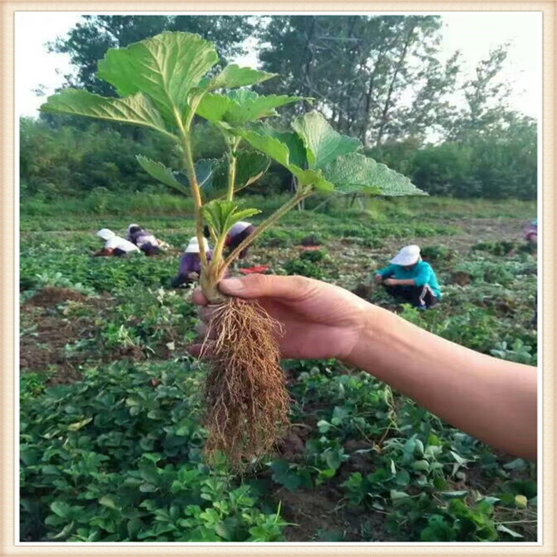 草莓苗圖片/草莓苗樣板圖 (2)