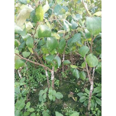 棗苗圖片/棗苗樣板圖 (3)