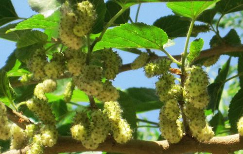 白玉王圖片/白玉王樣板圖 (2)