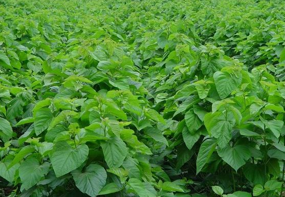 桑苗圖片/桑苗樣板圖 (1)