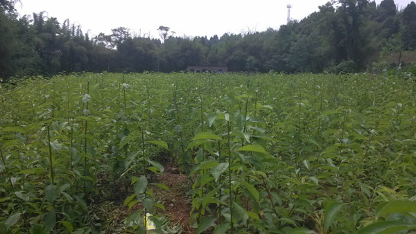 李子苗出售 三華李苗價格 李子苗出售