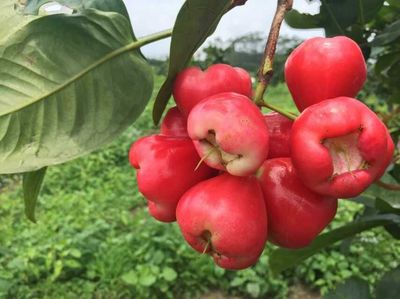 臺灣蓮霧苗 臺灣蓮霧苗價格 桂林臺灣蓮霧苗基地