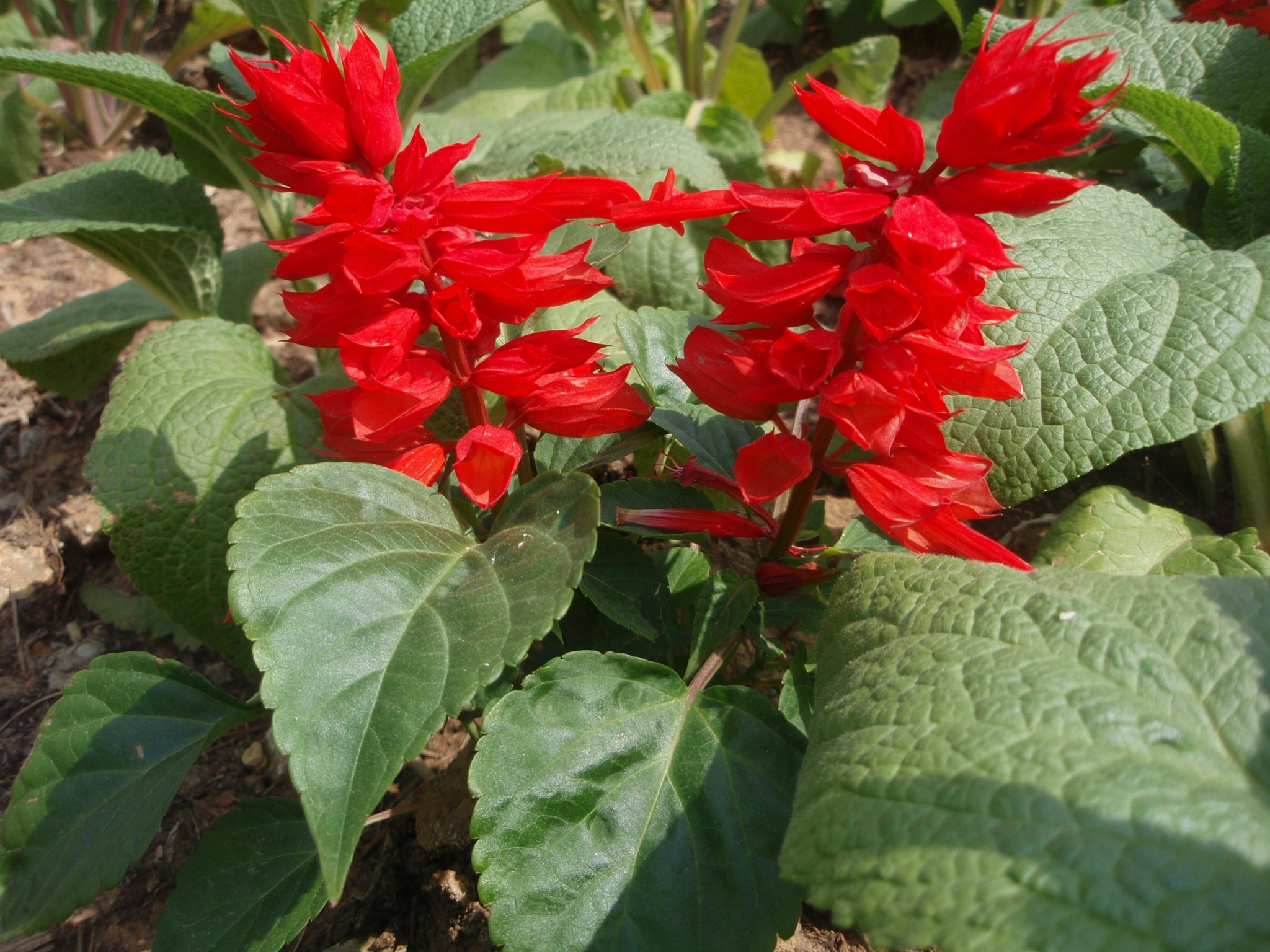 一串紅圖片/一串紅樣板圖 (1)