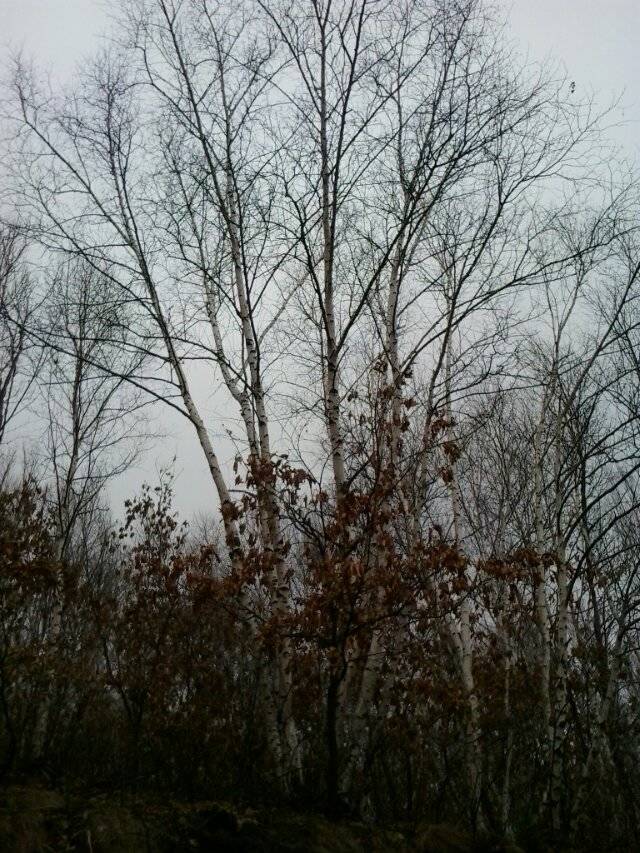 白樺圖片/白樺樣板圖 (3)