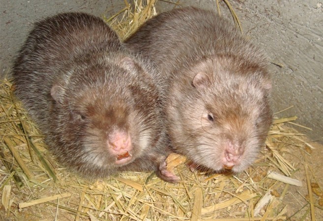 湛江竹鼠養(yǎng)殖場圖片