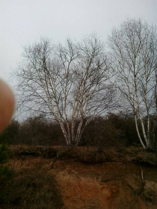 白樺圖片/白樺樣板圖 (2)