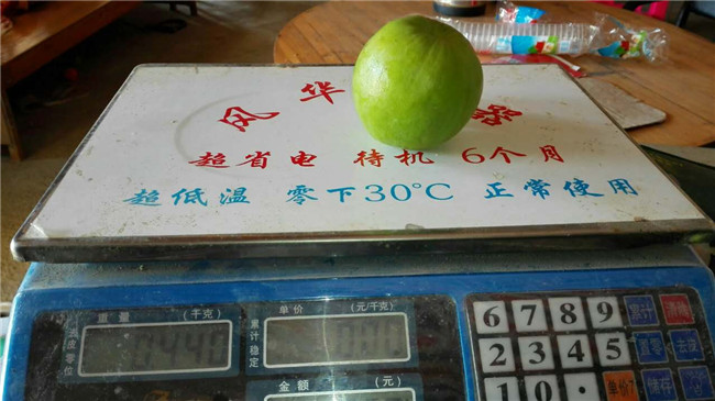 棗苗圖片/棗苗樣板圖 (3)