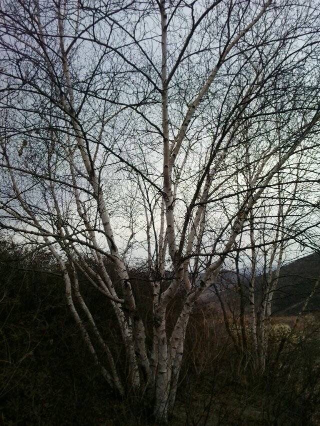 白樺圖片/白樺樣板圖 (1)