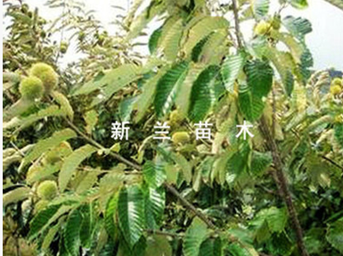 板栗苗圖片/板栗苗樣板圖 (4)