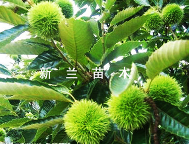 板栗苗圖片/板栗苗樣板圖 (2)