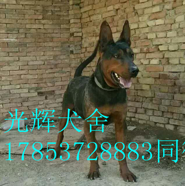 一品侍衛(wèi)，精品萊州紅圖片/一品侍衛(wèi)，精品萊州紅樣板圖 (3)