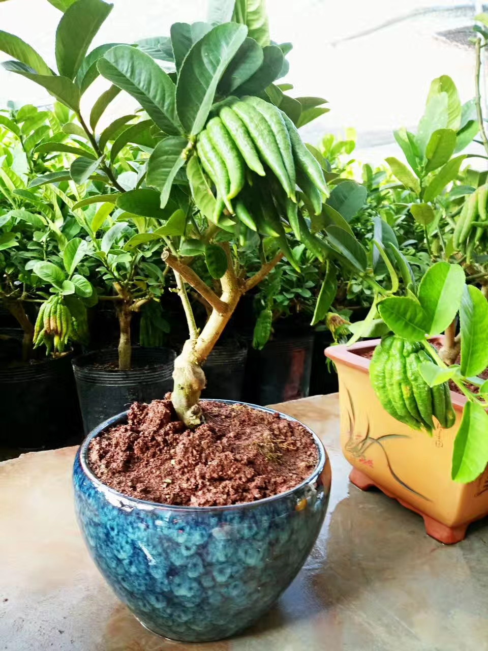 佛手盆景家中擺設(shè) 招財(cái)佛手