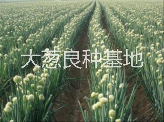 大蔥種子圖片/大蔥種子樣板圖 (4)