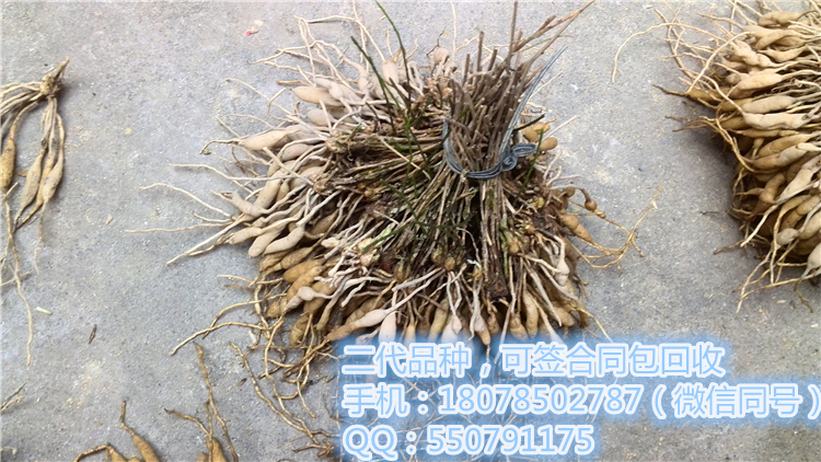 二代冬種苗 2號天門冬種苗圖片