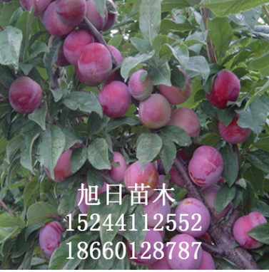 李子苗圖片