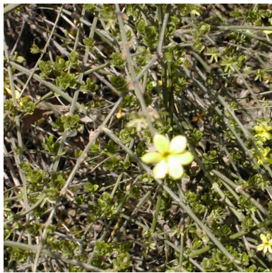 工程綠化苗圖片/工程綠化苗樣板圖 (2)