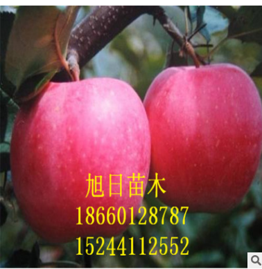 蘋果苗圖片