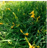 一兩年生草花圖片/一兩年生草花樣板圖 (3)