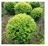 精品球圖片/精品球樣板圖 (4)