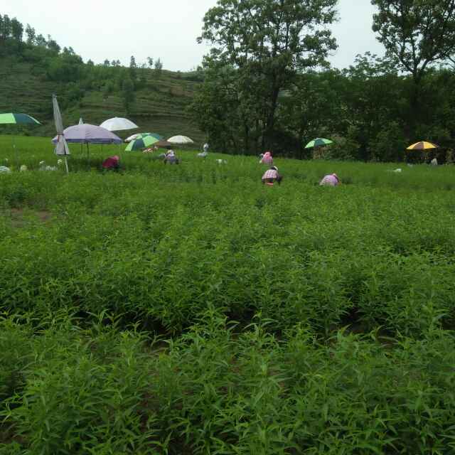 嫁接桃樹苗圖片/嫁接桃樹苗樣板圖 (4)