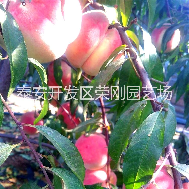 新川中島桃樹苗圖片/新川中島桃樹苗樣板圖 (4)