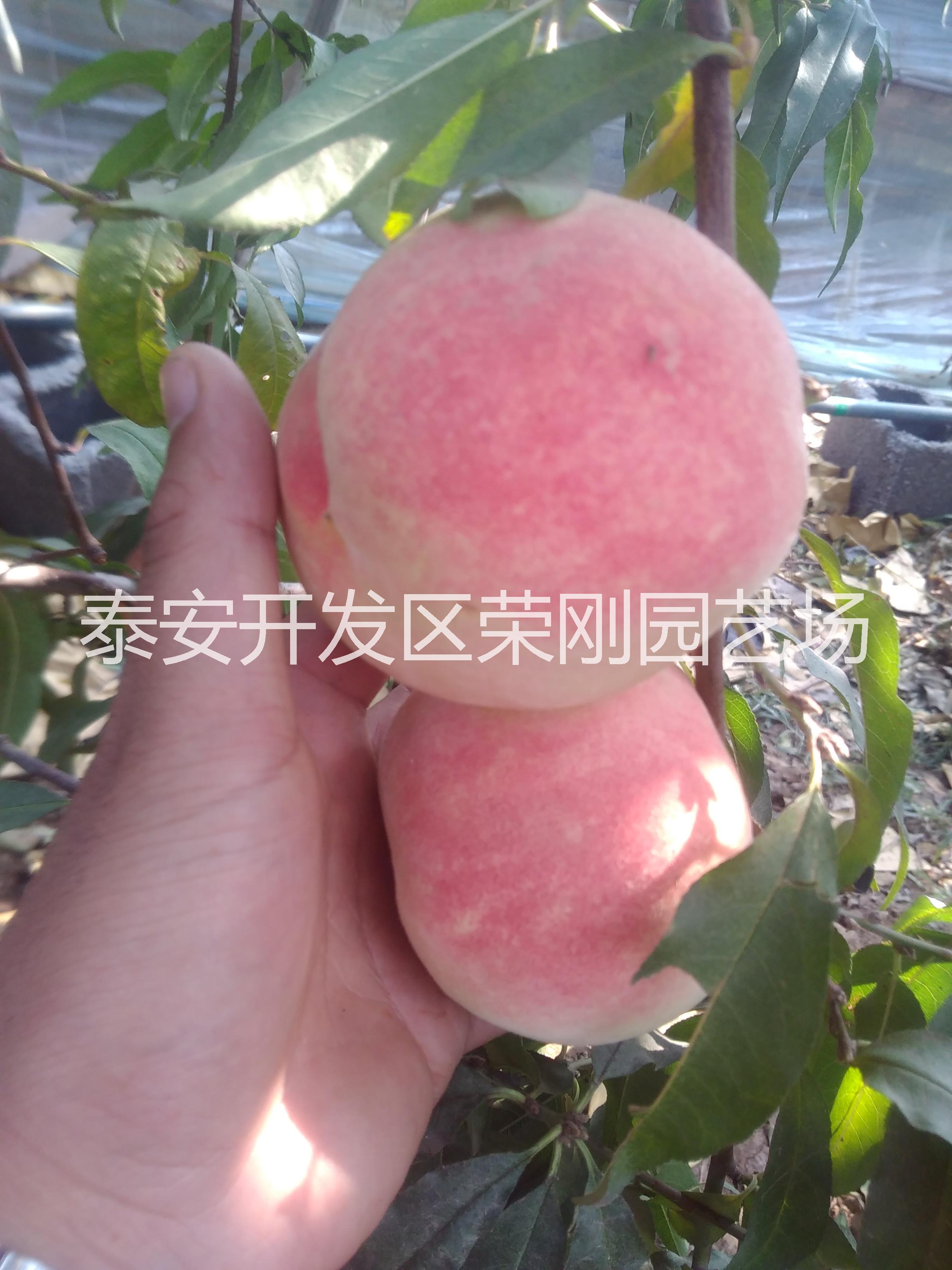 春雪桃樹苗圖片/春雪桃樹苗樣板圖 (3)