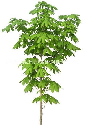 七葉樹樹苗*供應(yīng)七葉樹樹苗西安果樹苗木種植苗圃優(yōu)質(zhì)七葉樹樹苗