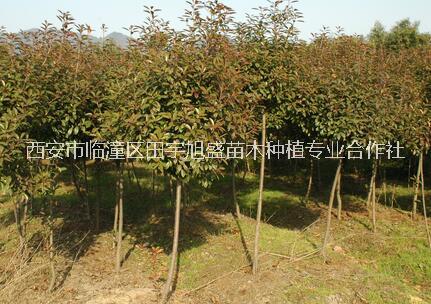 西安果樹苗木種植 紅葉李樹苗*供應(yīng)紅葉李樹苗