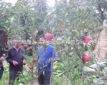 蘋果樹苗圖片/蘋果樹苗樣板圖 (2)