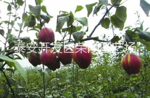 紅梨樹苗圖片/紅梨樹苗樣板圖 (4)