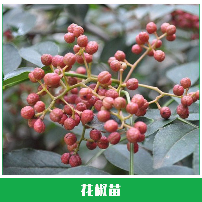 花椒苗圖片/花椒苗樣板圖 (2)