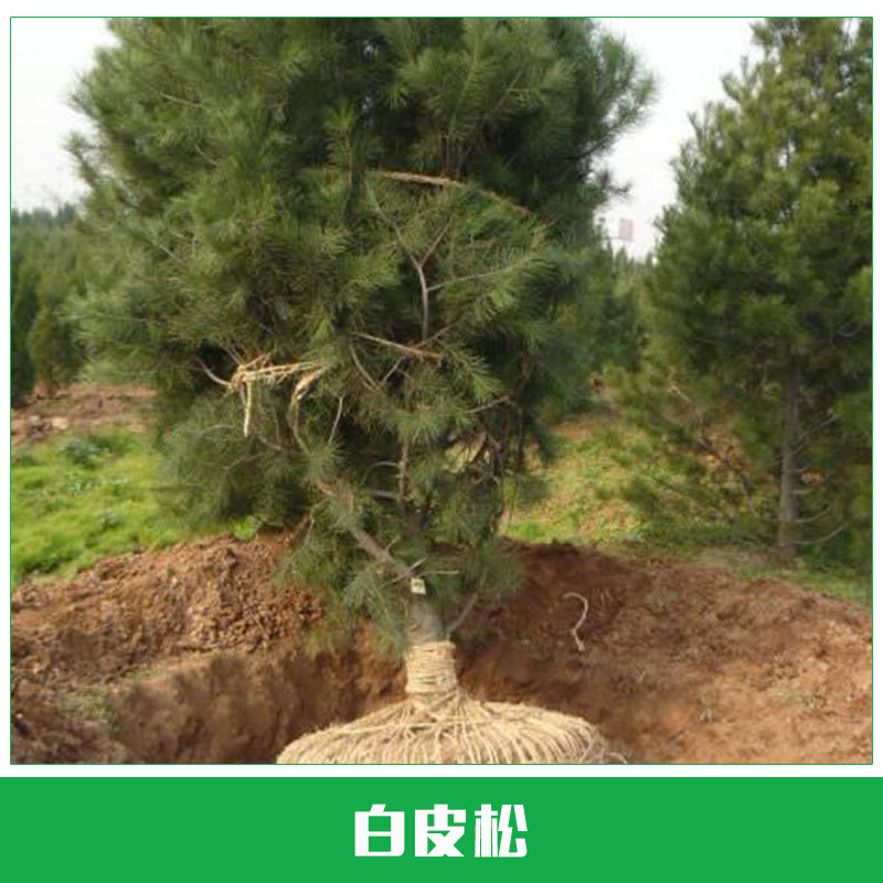 白皮松樹苗圖片/白皮松樹苗樣板圖 (2)